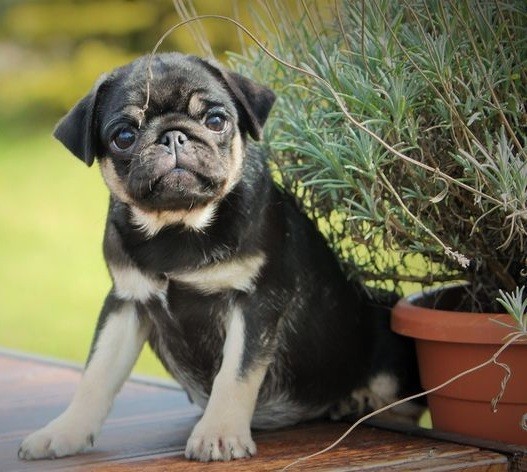 black and tan Pug