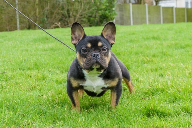 black and tan frenchie