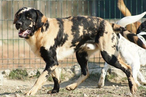 black spotted lab