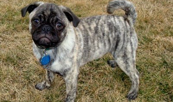 brindle pug