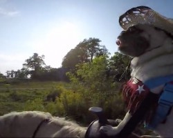 (VIDEO) This Pug Loves Being a Cowboy Doggie. Now Watch Him Take a Ride on a… Horse?!