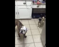 (VIDEO) Mom is Making Something in the Oven. When Her Doggies See It? They’re NOT too Happy, LOL!