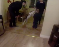 (VIDEO) Doggie is Extremely Excited to See His Owners. Now Watch What Happens When He Greets a Little Boy Next…
