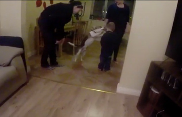 dog fail