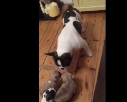 (VIDEO) Frenchie Parents LOVE Their Little Ones. When You See This Family Interact? SO Sweet!
