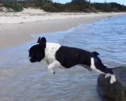 (VIDEO) An Energetic Frenchie is on a Rock in the Ocean. When He Fearlessly Jumps Off? WOW!