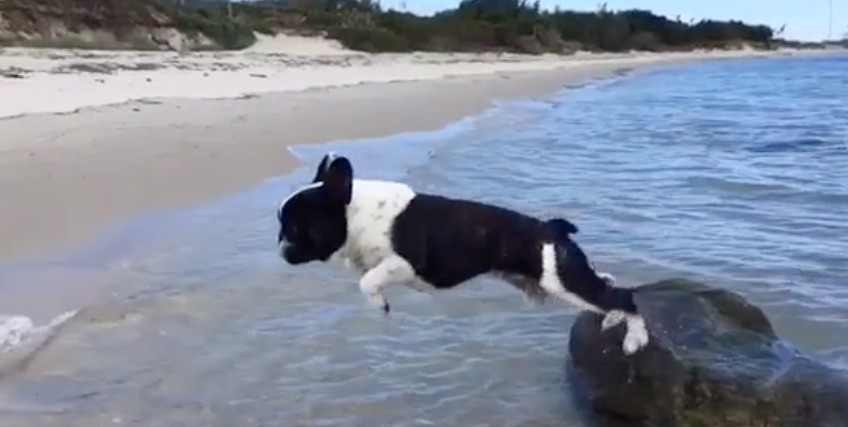 dog jumps from rock