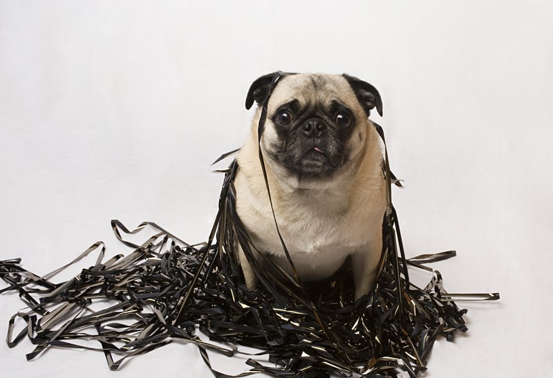 pug mess