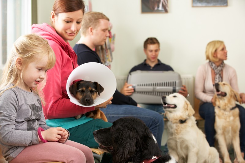 dog waiting room