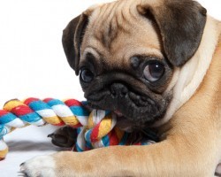 The Toys You Should Never Give Your Doggie and How to Bring Old Toys Back to Life