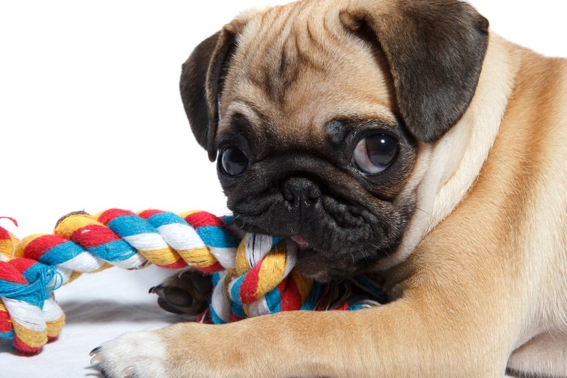 pug with toy