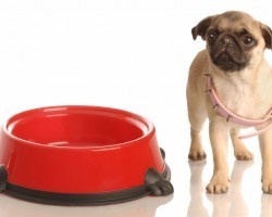 Can Your Dog Eat Nuts? Find Out What Types of Nuts are Okay and Which Ones Are Not.