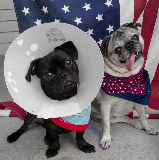 silly pug