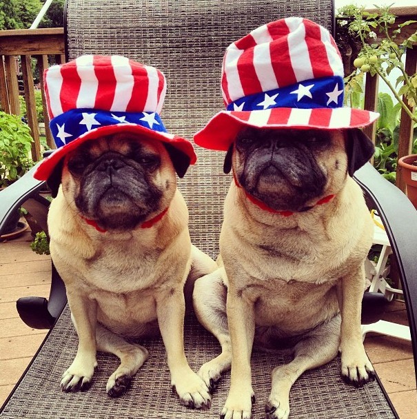 pug 4th