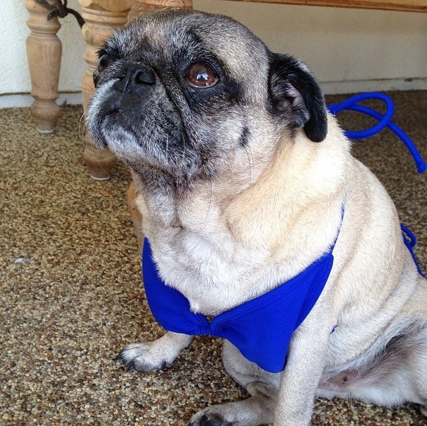 bikin pug