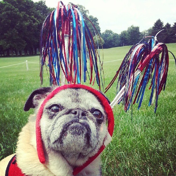 anxiety pug