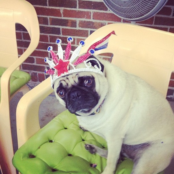 cute pug