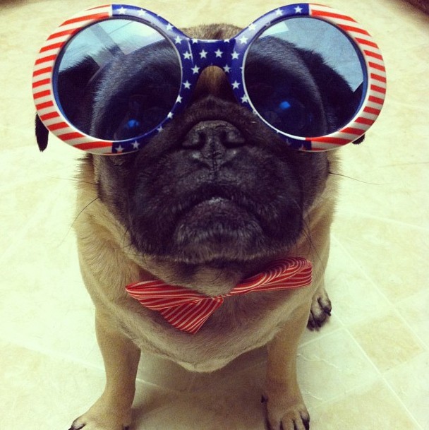 glasses pug