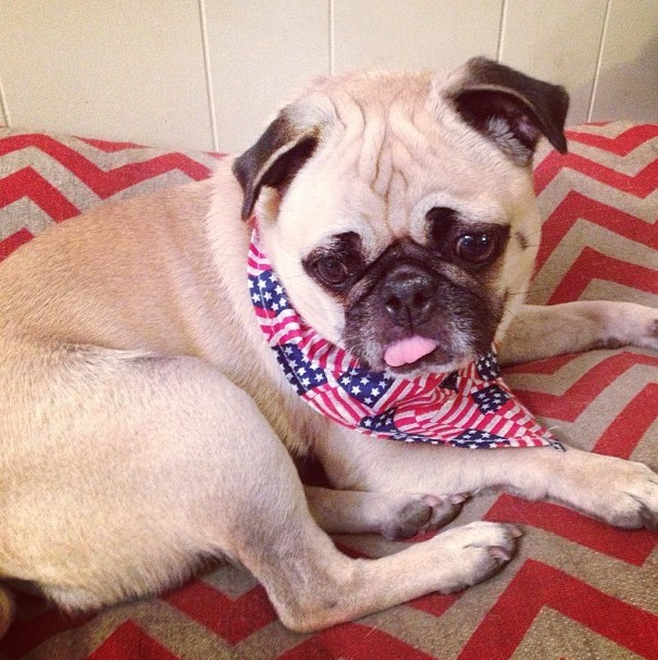 sad pug