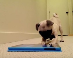 (VIDEO) Pug Puppy is Fascinated With a Farting App. When You See His Expressions? I Still Can’t Stop Laughing!