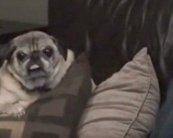 (VIDEO) Dad is Introducing His Son and Pug When All of a Sudden THIS Funny Noise Happens… Hilarious!