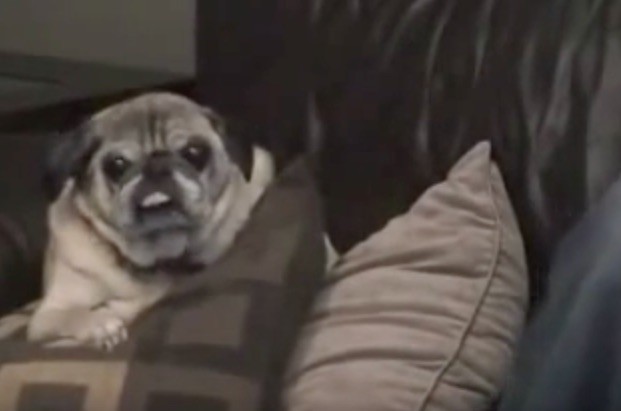 farting pug