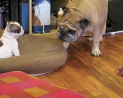 (VIDEO) French Bulldog Puppy and English Bulldog Are Friends. When You See How They Play? So Presh!