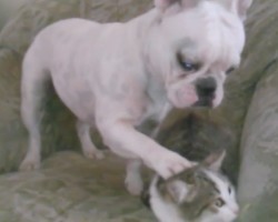(VIDEO) French Bulldog Tries to be Friends With a Cat. When the Cat Says Back Off? Wow, This is Crazy!