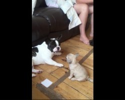 (Video) Frenchie is Playing With a Baby Pug When All of a Sudden the Pug Gets Super Feisty, LOL