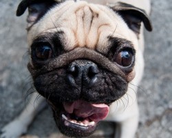 10 Realities a Pug Owner Must Learn to Accept