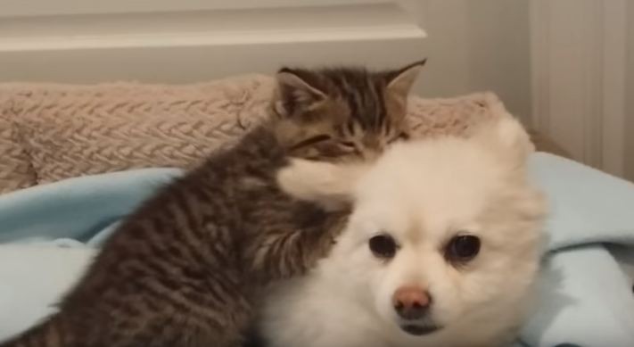 kitten tasting Pomeranian's ears