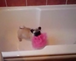 (VIDEO) Adorable Pug Puppy Wants a Bath Loofah. When You See How She Tries to Get It? Too Cute!
