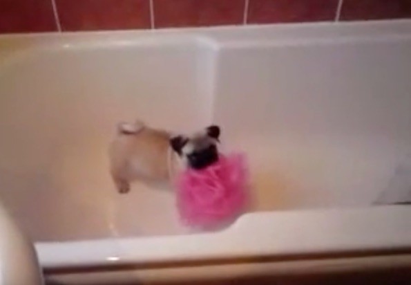 loofah pug