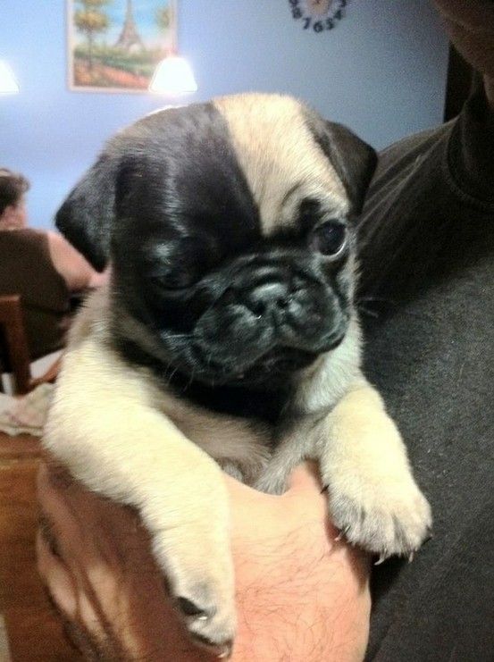 multi-colored pug