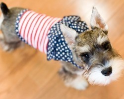 4th of July Safety Tips for Your Dog That You Shouldn’t Ignore