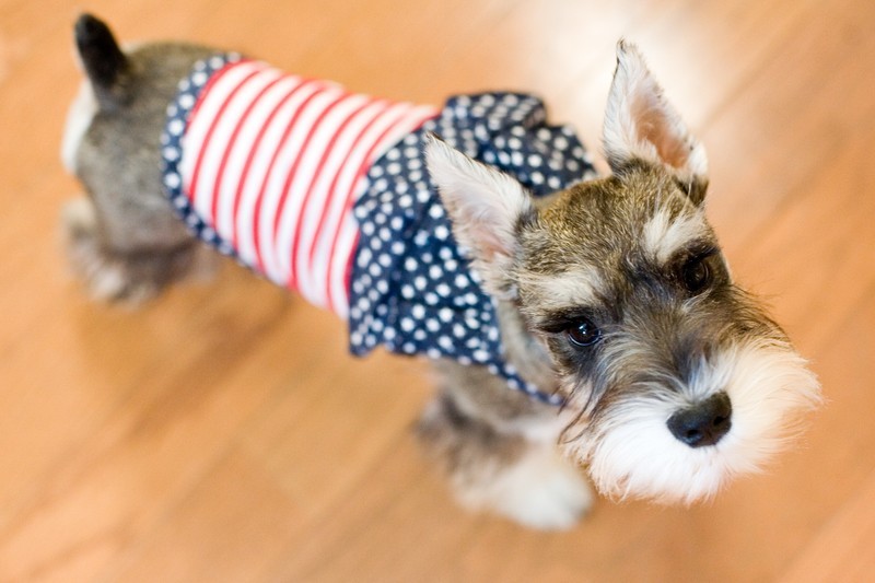 patriotic dog