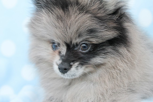 pomeranian