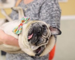 LA Had Their First Ever Doggie Film Festival and it Was Pretty Epic