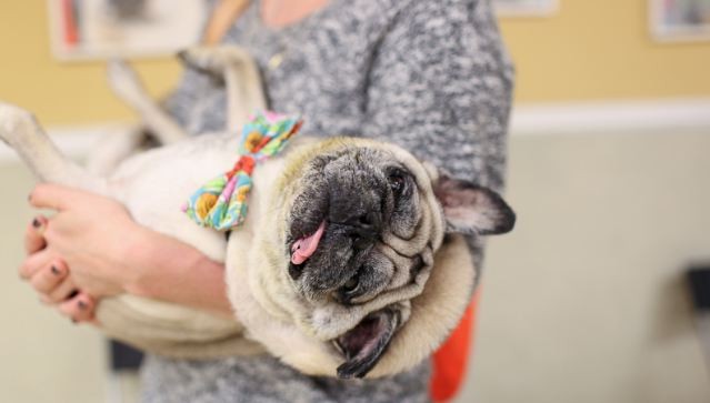 pug at film festival