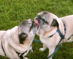 (VIDEO) Pugs Have a Kissing Battle During a Catchy Tune = HILARIOUS!
