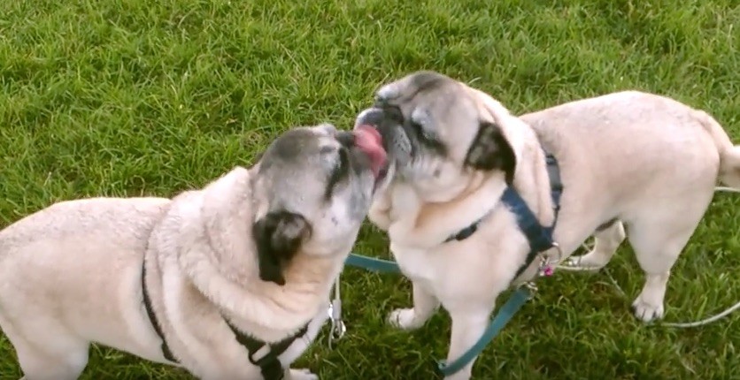 pug battle