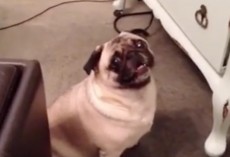 (Video) Pug Really Wants to be BFF’s With a Cat But the Kitty Has Other Ideas in Mind