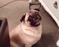 (VIDEO) Pug Really Wants to Reach His Cat Friend. When He Can’t? This is Too Funny!