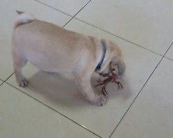 (VIDEO) A Pug Comes Across a Crab. What Happens Next? You’ll be Talking About THIS!