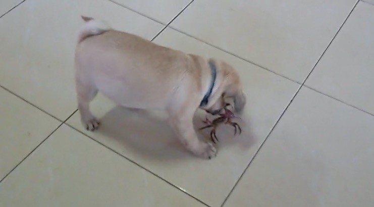 pug crab