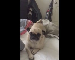 (VIDEO) Adorable Pug Absolutely LOVES Her Owner. When You See What She Does to Get to Her? AWW!