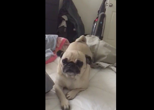 pug on bed crawling to owner