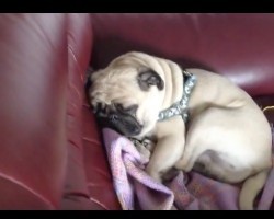 (VIDEO) This Pug Isn’t so Sure About His Dream. When You See His Expression? Priceless!