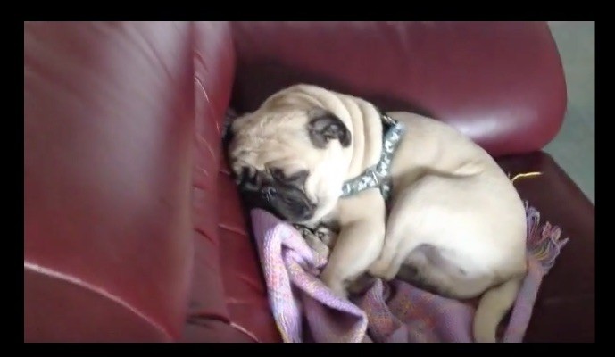 pug dream