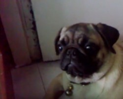 (VIDEO) Pug Has Best Response EVER When He Hears an Engine Revving